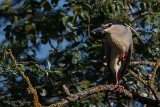 20140531 Nachtreiher HP IMG 5611