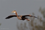 20140412 purpurreiher hp img 2686-bearbeitet