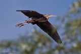 20140421 purpurreiher hp img 3040bearbeitet