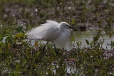 20140607 Seidenreiher HP IMG 5860