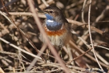 2012-04-01 blaukehlchen 750x500 img 3259