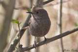 2012-04-08 hausrotschwanz 750x500 img 3436