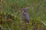 20140608 Feldlerche HP IMG 5909