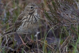 20140609 Feldlerche HP IMG 5946