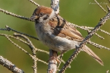 Feldsperling : Feldsperling, Vögel