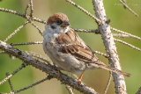 Feldsperling : Feldsperling, Vögel