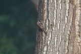 2012-09-30 waldbaumlaeufer 750x500 img 1222