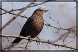 Amsel