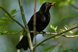 2012-05-19 amsel 750x500 img 6074