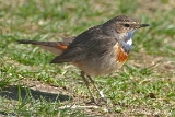 2012-04-01 blaukehlchen 1200x800 img 3213