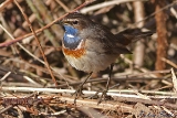 2012-04-01 blaukehlchen 1200x800 img 3268