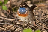 2012-04-01 blaukehlchen 1200x800 img 3296