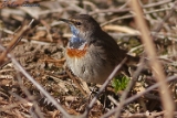 2012-04-01 blaukehlchen 750x500 img 3128