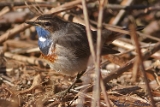 2012-04-01 blaukehlchen 750x500 img 3275