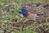 2013-05-22 blaukehlchen 1200x800 img 8751 : Blaukehlchen, Texel, Vögel, ohne Stern