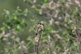 20140425 braunkehlchen hp img 3189bearbeitet