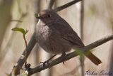 2012-04-08 hausrotschwanz 750x500 img 3447