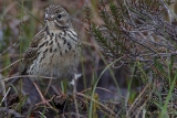 20140609 Feldlerche HP IMG 5947