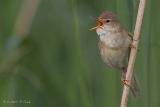 20140529 Teichrohrsaenger HP IMG 5277