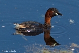 2013-06-08 zwergtaucher 1200x800 img 0122